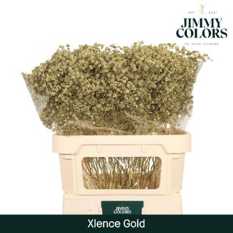 Срезанные цветы оптом Gyps large paint gold от 50шт из Голландии с доставкой по России