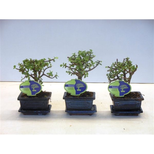 Горшечные цветы и растения оптом Bonsai Portulacaria Afra, 12 Cm., Broom, With Drip от 12шт из Голландии с доставкой по России