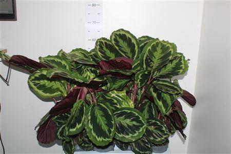 Горшечные цветы и растения оптом Calat Medallion от 8шт из Голландии с доставкой по России