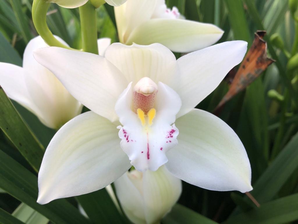 Срезанные цветы оптом Minicymbidium white insigne от 24шт. из Голландии с доставкой по России