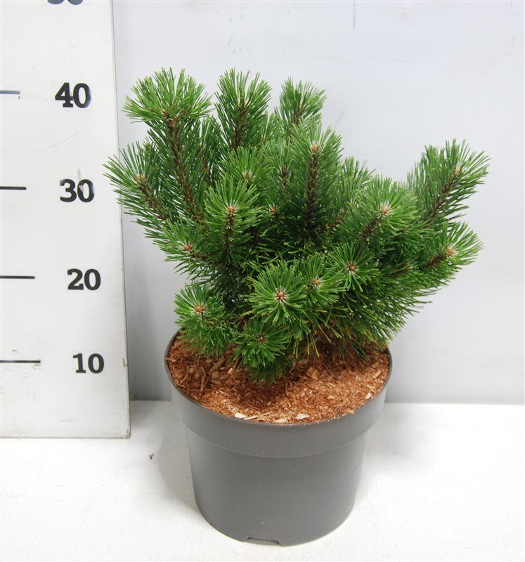 Горшечные цветы и растения оптом Pinus Mugo Mumpitz от 1шт из Голландии с доставкой по России