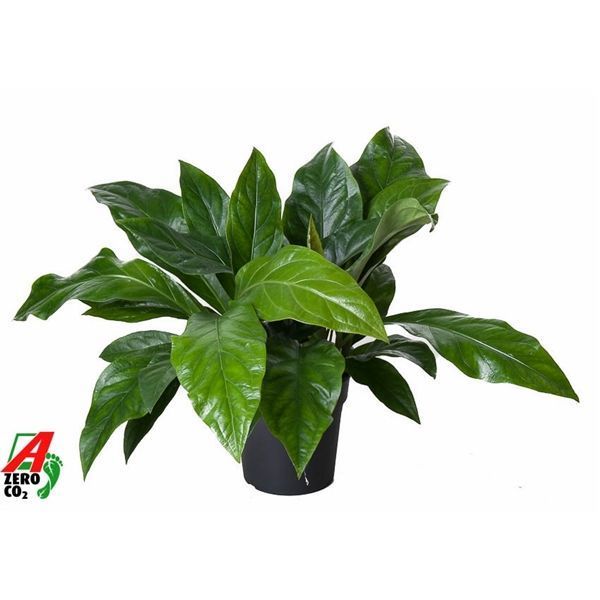 Горшечные цветы и растения оптом Anthurium Jungle Bush 2pp от 1шт из Голландии с доставкой по России