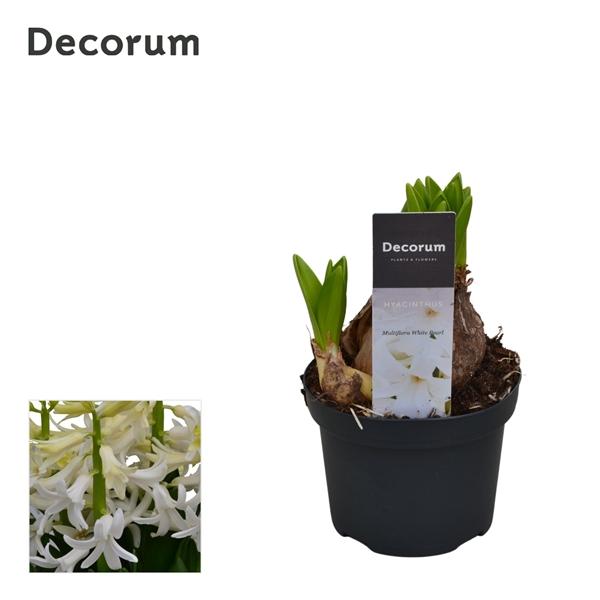 Горшечные цветы и растения оптом Hyacinthus Multiflora White (decorum) от 18шт (для телеги) из Голландии с доставкой по России
