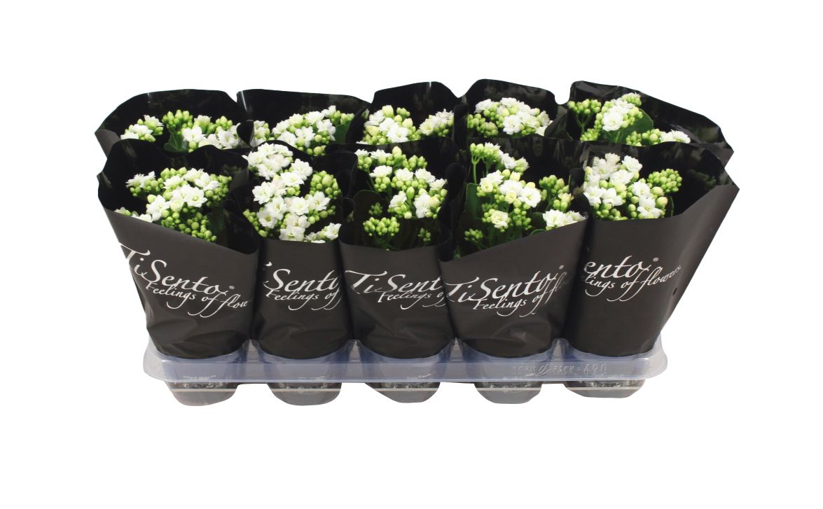 Горшечные цветы и растения оптом Kal Ge Perfecta Whit от 10шт из Голландии с доставкой по России