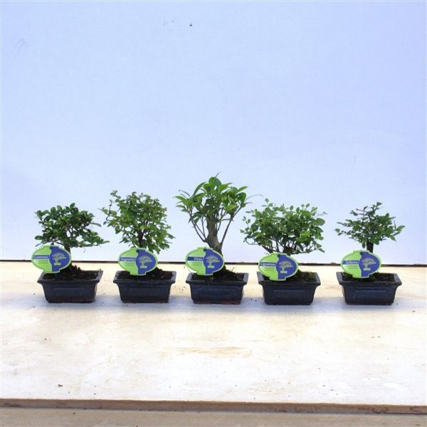 Горшечные цветы и растения оптом Bonsai Mix, Indoor, 12 Cm., Broom, Without Drip Tr от 12шт из Голландии с доставкой по России