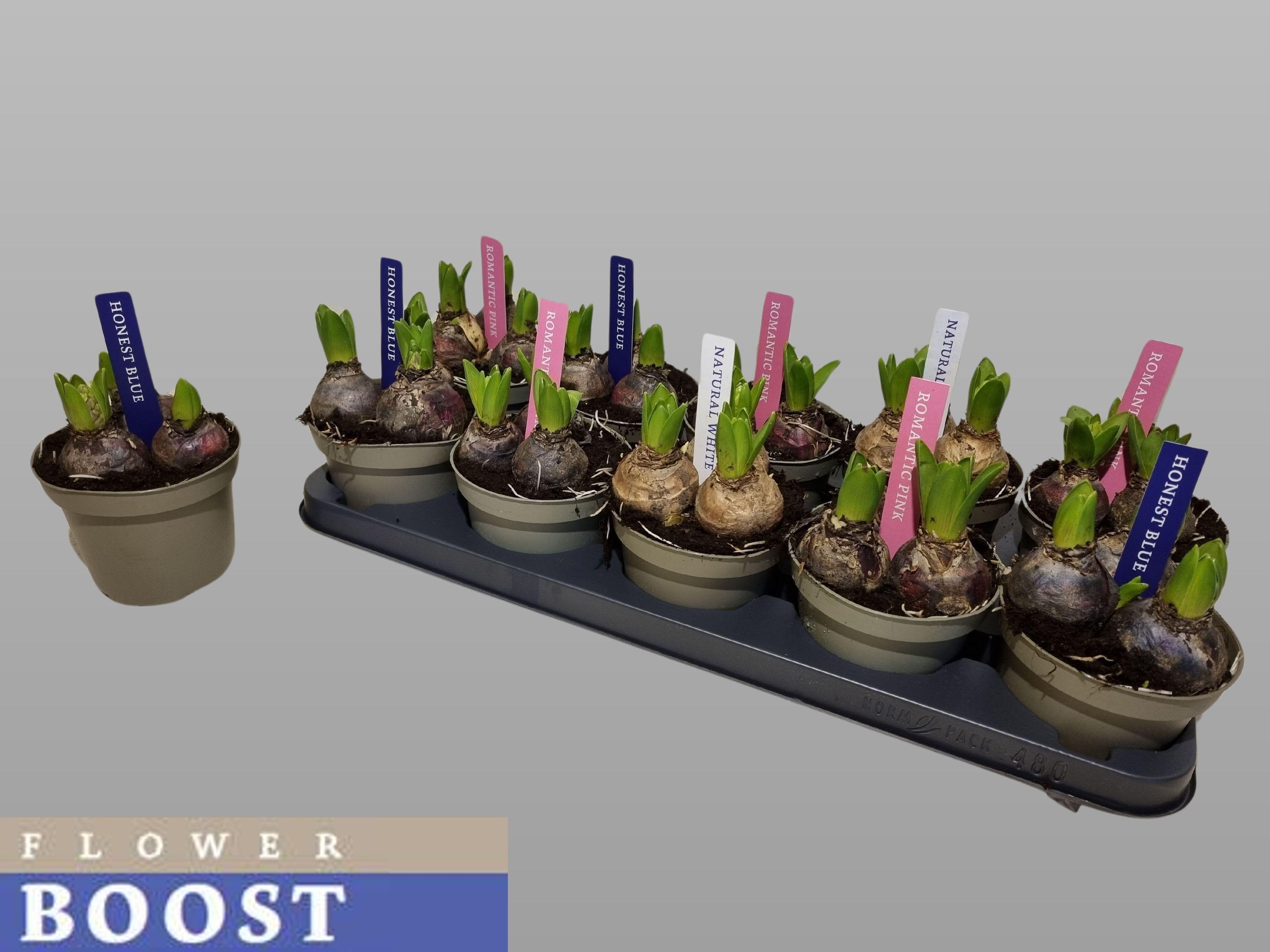 Горшечные цветы и растения оптом Hyacin Pear Gem 3 Kl от 10шт из Голландии с доставкой по России