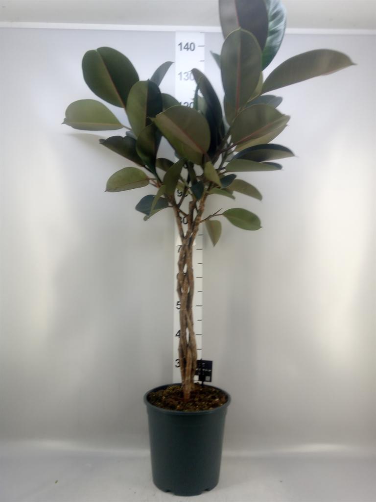 Горшечные цветы и растения оптом Ficus El Burgundy Twisted Stem от 1шт из Голландии с доставкой по России