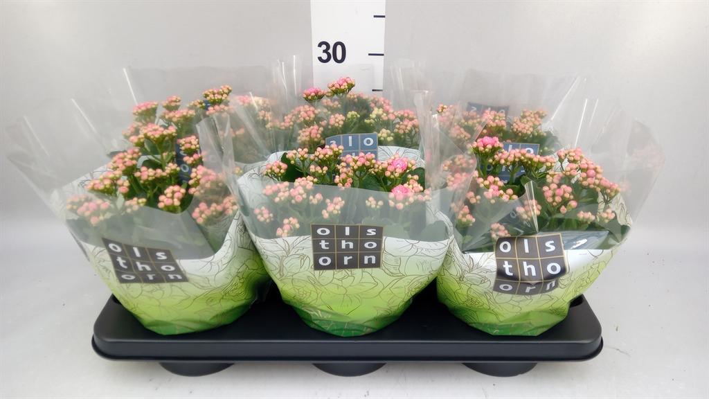 Горшечные цветы и растения оптом Kalanchoe Blos. calandiva Rubio от 6шт из Голландии с доставкой по России