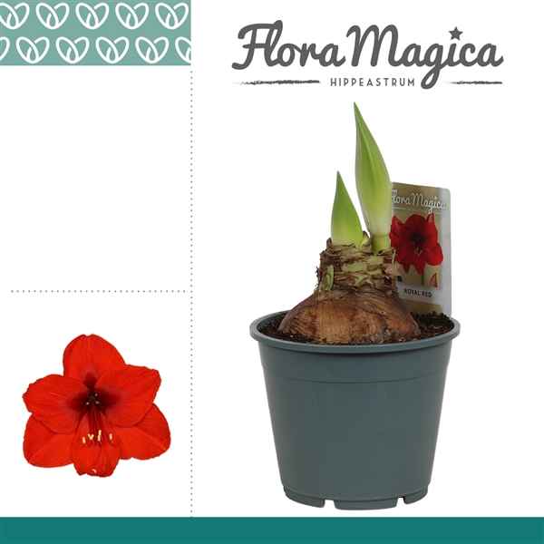 Горшечные цветы и растения оптом Hipp Royal Red 2pp Op от 7шт из Голландии с доставкой по России