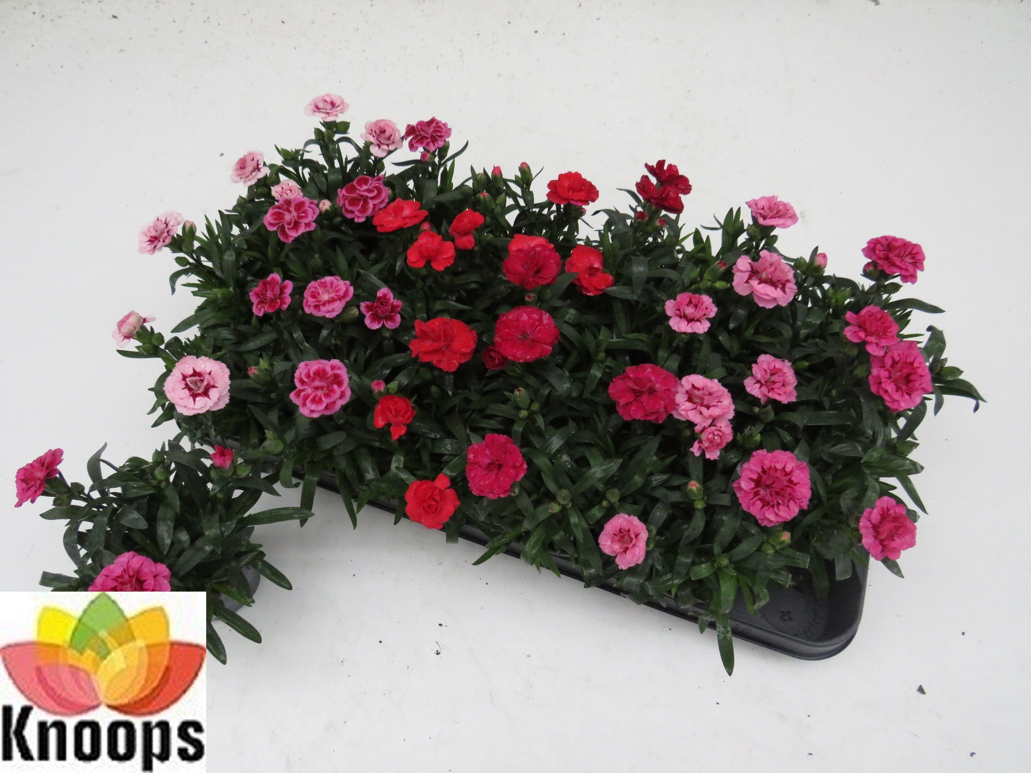 Горшечные цветы и растения оптом Dian Osc Gem от 18шт (для телеги) из Голландии с доставкой по России