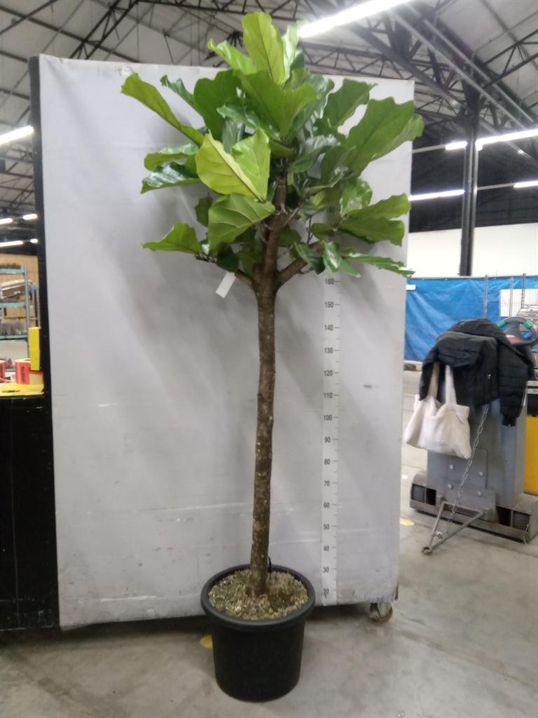 Горшечные цветы и растения оптом Ficus Lyrata от 1шт из Голландии с доставкой по России