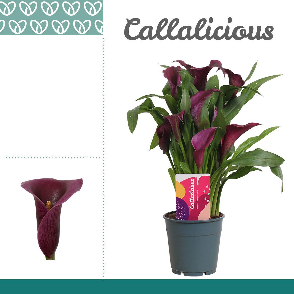 Горшечные цветы и растения оптом Zantedeschia Purple Paco от 10шт из Голландии с доставкой по России