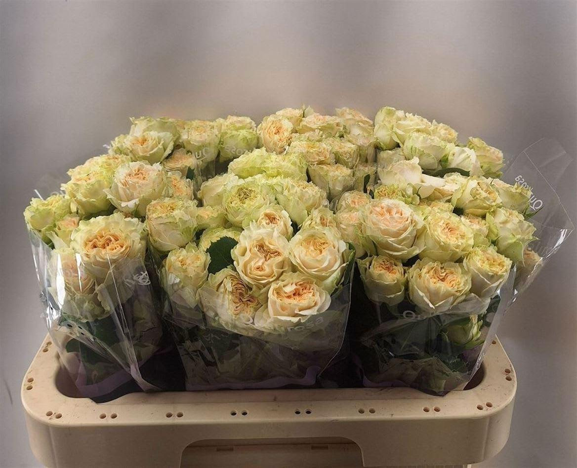 Срезанные цветы оптом Rosa spray summerrose от 30шт из Голландии с доставкой по России