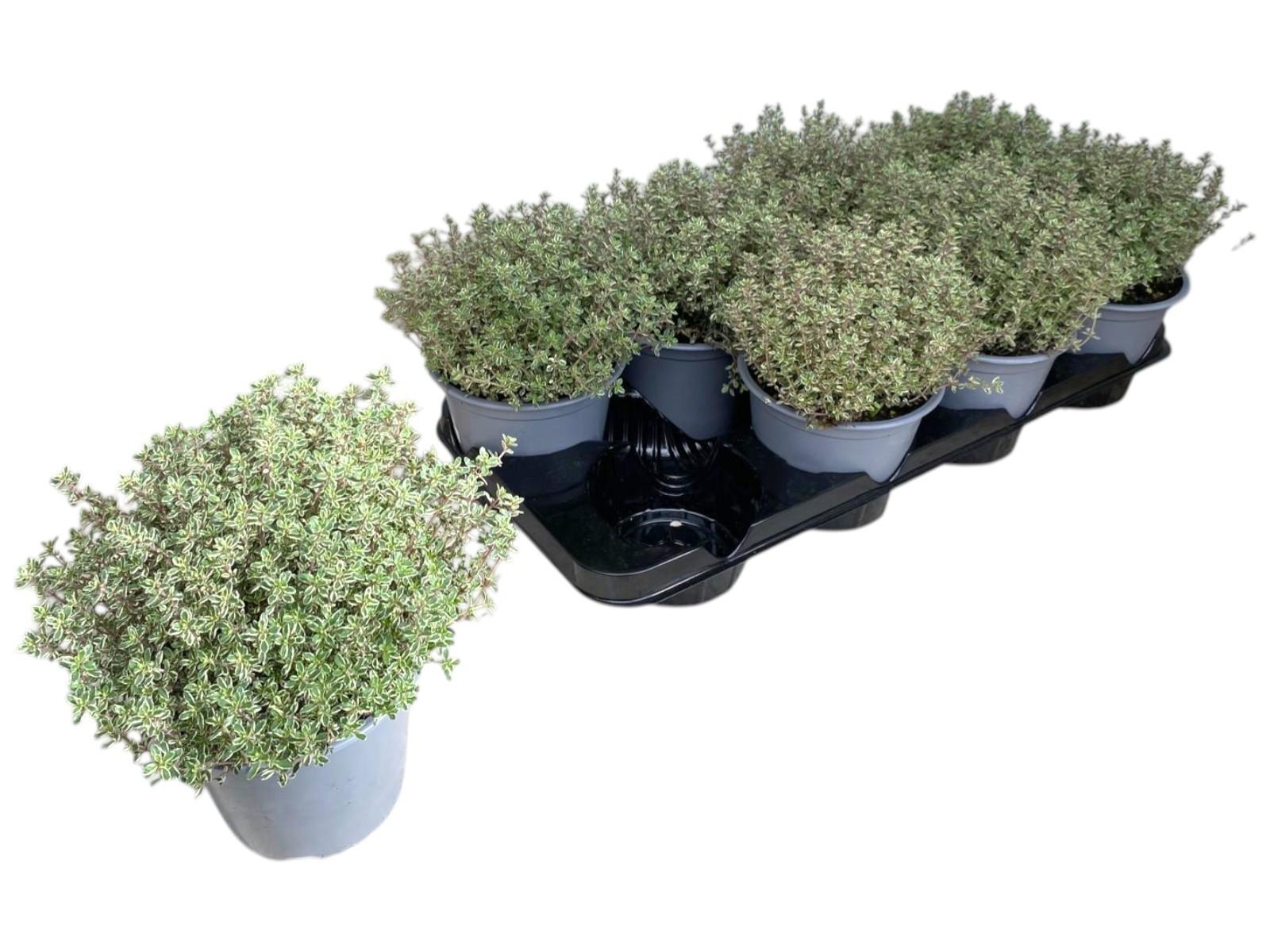 Горшечные цветы и растения оптом Thymus Silver Queen от 8шт из Голландии с доставкой по России