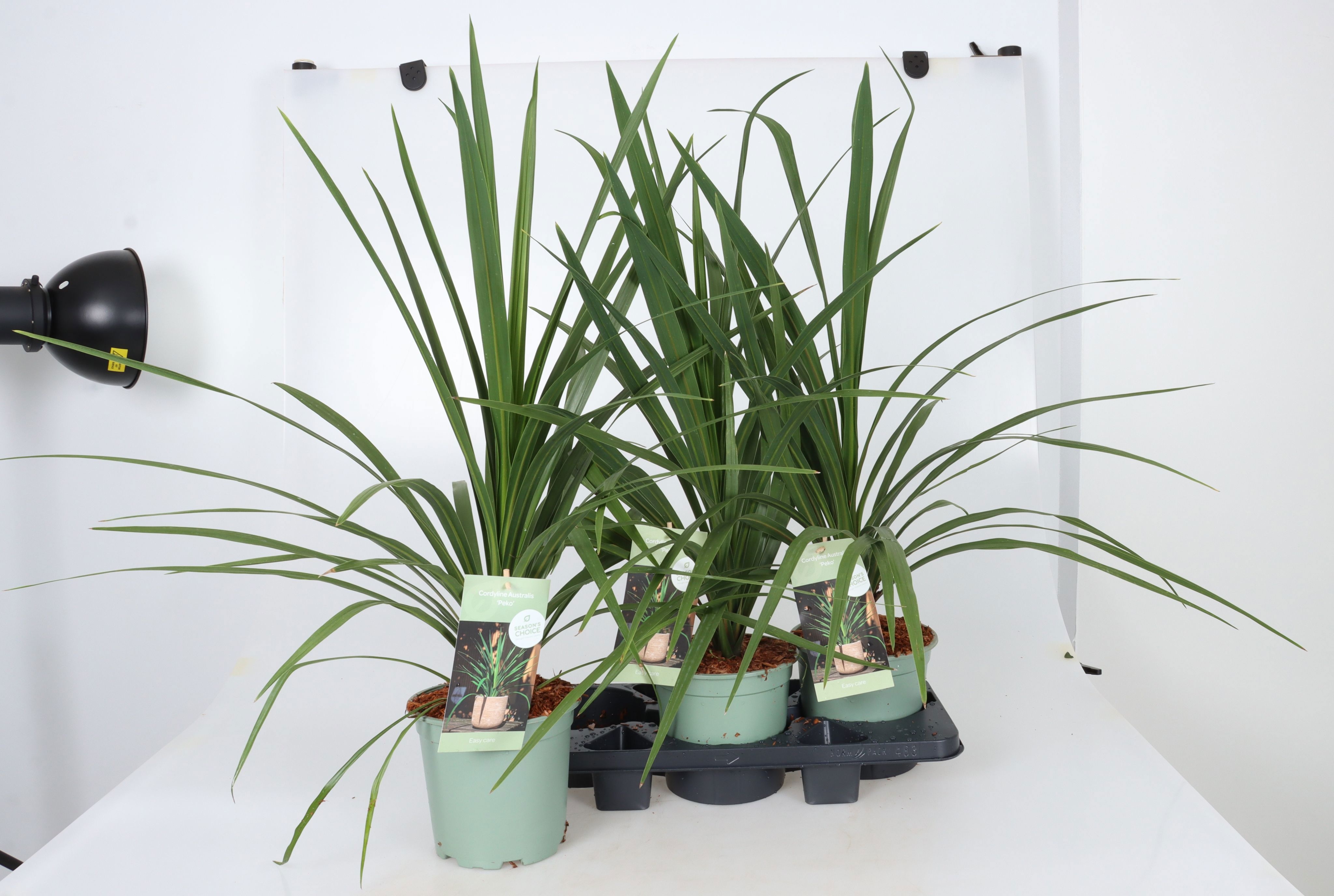 Горшечные цветы и растения оптом Cord In Peko от 3шт из Голландии с доставкой по России