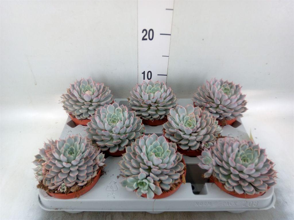 Горшечные цветы и растения оптом Echeveria Cuspidata от 8шт из Голландии с доставкой по России