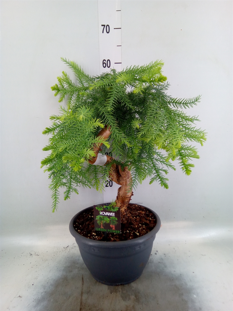 Горшечные цветы и растения оптом Araucaria   ... от 1шт из Голландии с доставкой по России