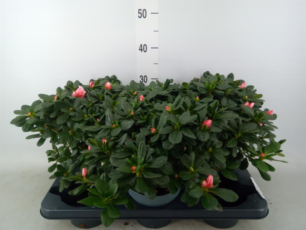 Горшечные цветы и растения оптом Rhododendron Sim.   ... от 3шт из Голландии с доставкой по России