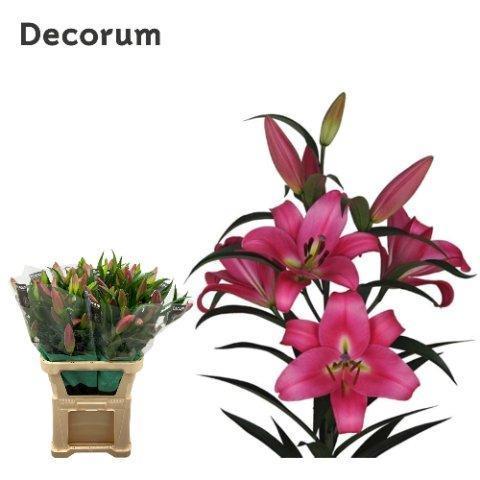Срезанные цветы оптом Lilium or profundo от 30шт из Голландии с доставкой по России