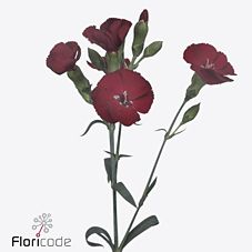 Срезанные цветы оптом Dianthus ov solandis cherryfly от 60шт из Голландии с доставкой по России