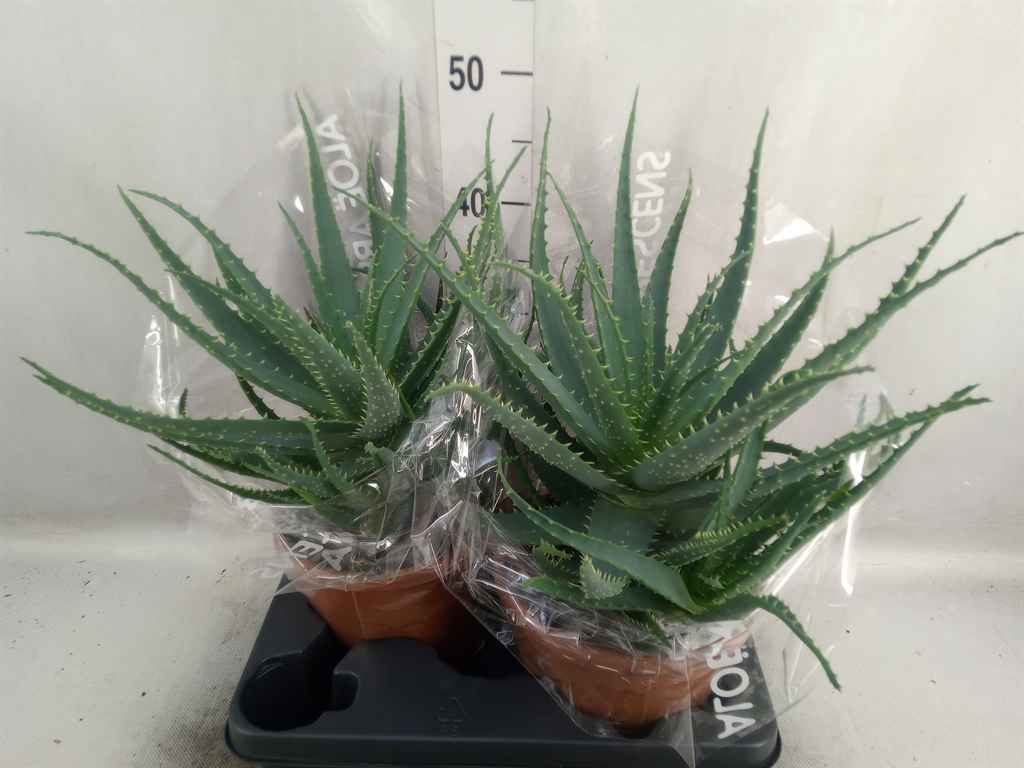 Горшечные цветы и растения оптом Aloe Arborescens от 2шт из Голландии с доставкой по России