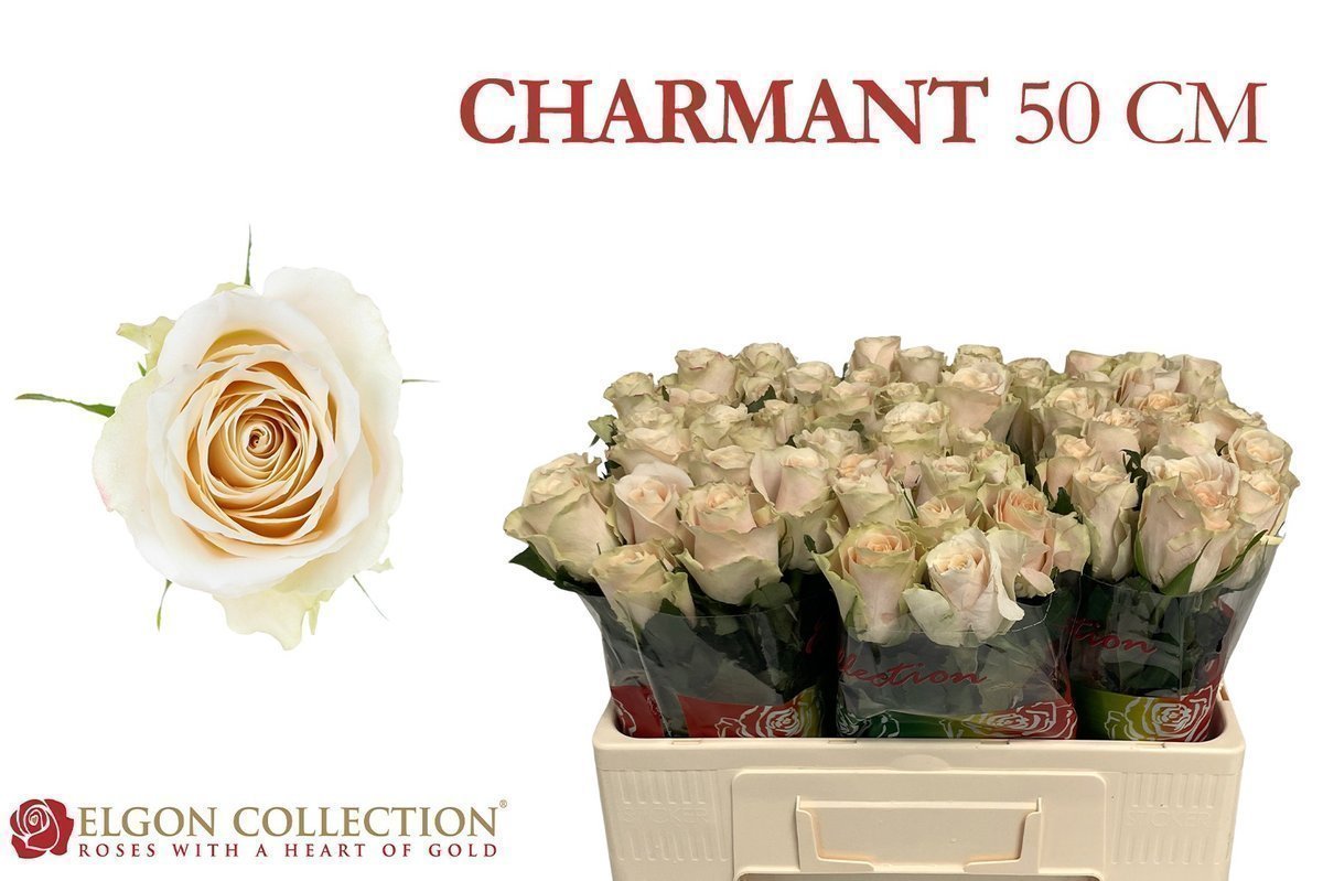 Срезанные цветы оптом Rosa large charmant от 280шт из Голландии с доставкой по России