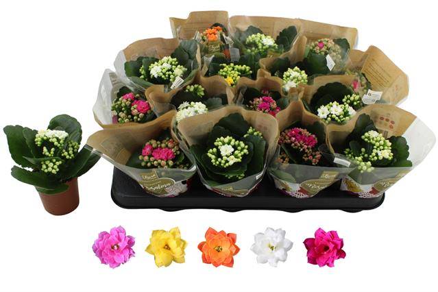 Горшечные цветы и растения оптом Kalanchoe Rosalina Mix от 16шт из Голландии с доставкой по России