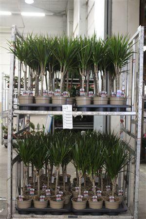 Горшечные цветы и растения оптом Dra Marginata 30cm 3+ Solo от 6шт из Голландии с доставкой по России