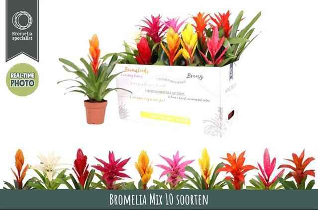 Горшечные цветы и растения оптом Bromelia Gem 6 Srt от 10шт из Голландии с доставкой по России