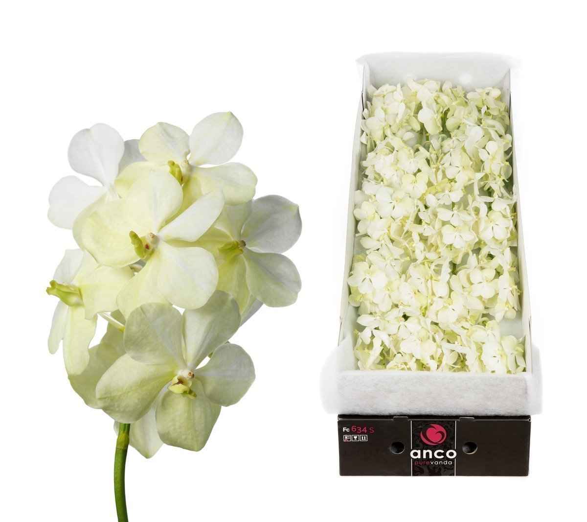 Срезанные цветы оптом Vanda tayanee white per stem от 4шт.. из Голландии с доставкой по России