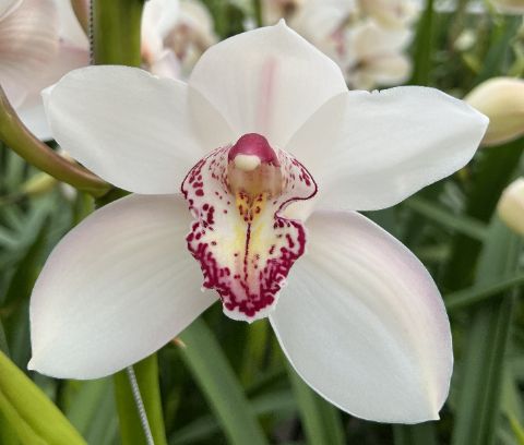 Срезанные цветы оптом Cymbidium white cinderella от 6шт из Голландии с доставкой по России