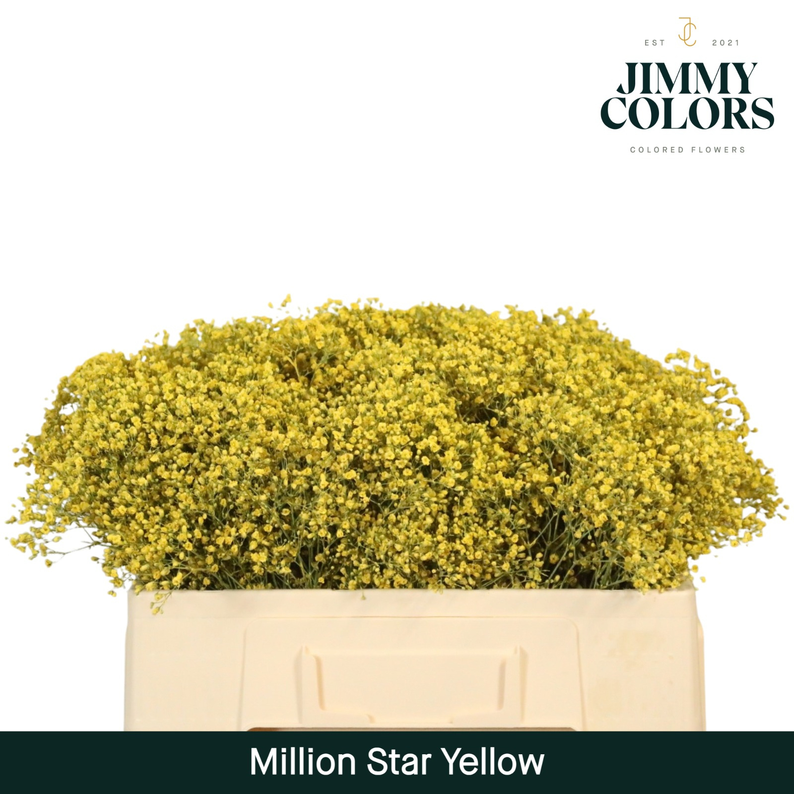 Срезанные цветы оптом Gyps fine paint yellow от 100шт из Голландии с доставкой по России