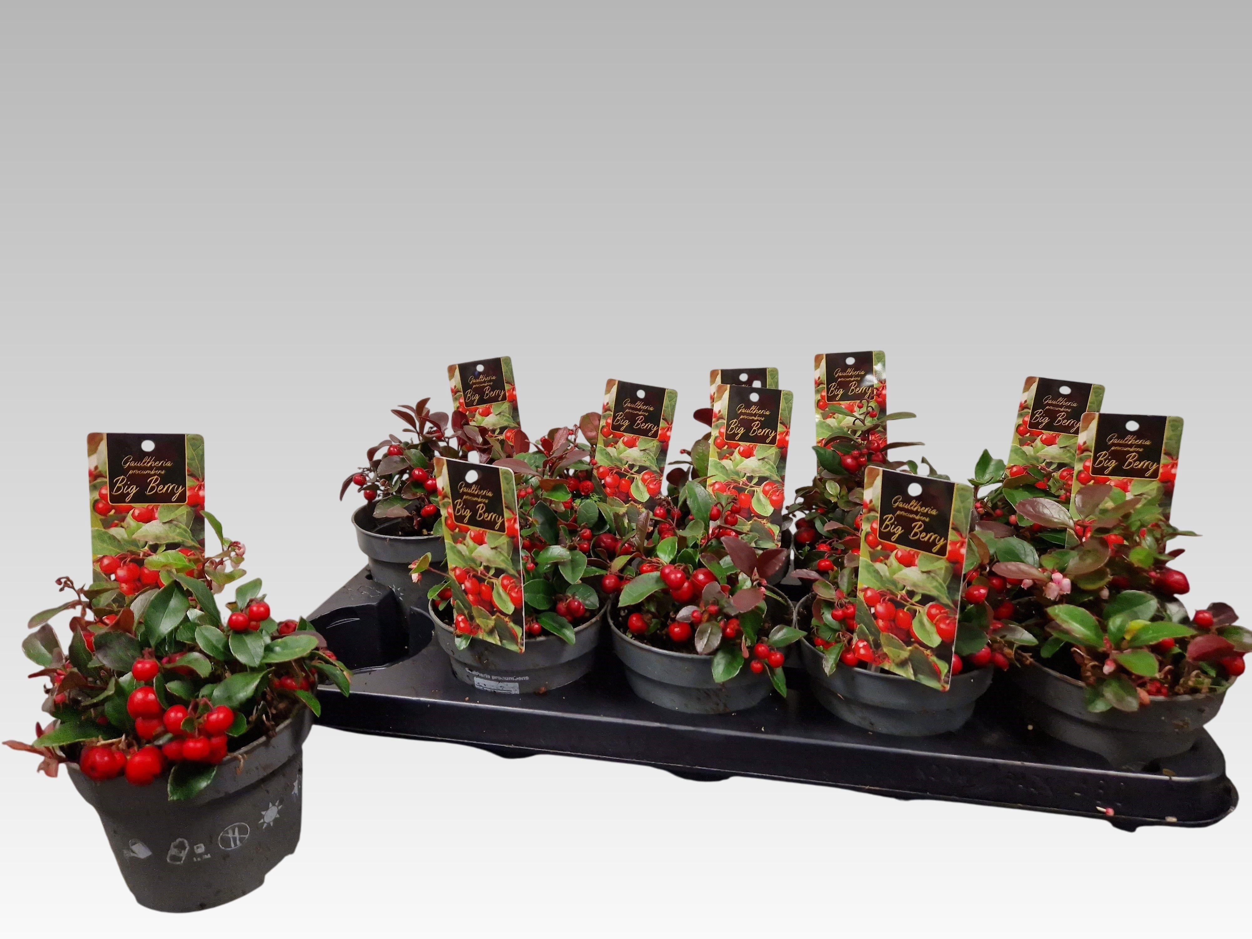 Горшечные цветы и растения оптом Gaulth Pr Big Berry от 10шт из Голландии с доставкой по России