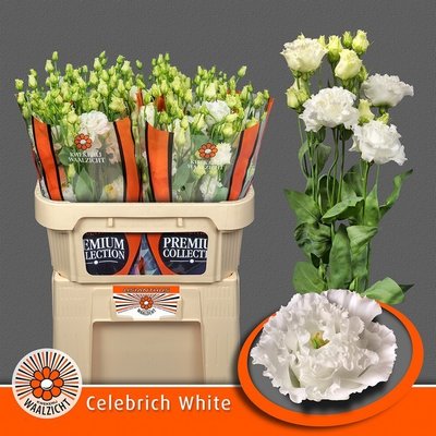 Срезанные цветы оптом Lisianthus do celebrich white от 40шт из Голландии с доставкой по России