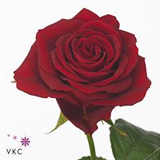 Срезанные цветы оптом Rosa large furiosa от 80шт из Голландии с доставкой по России