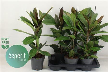 Горшечные цветы и растения оптом Fic Americana Guian от 6шт из Голландии с доставкой по России