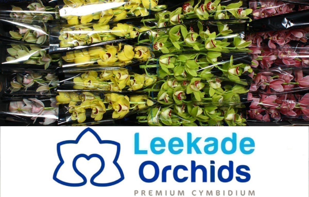 Срезанные цветы оптом Minicymbidium mix spring от 24шт из Голландии с доставкой по России