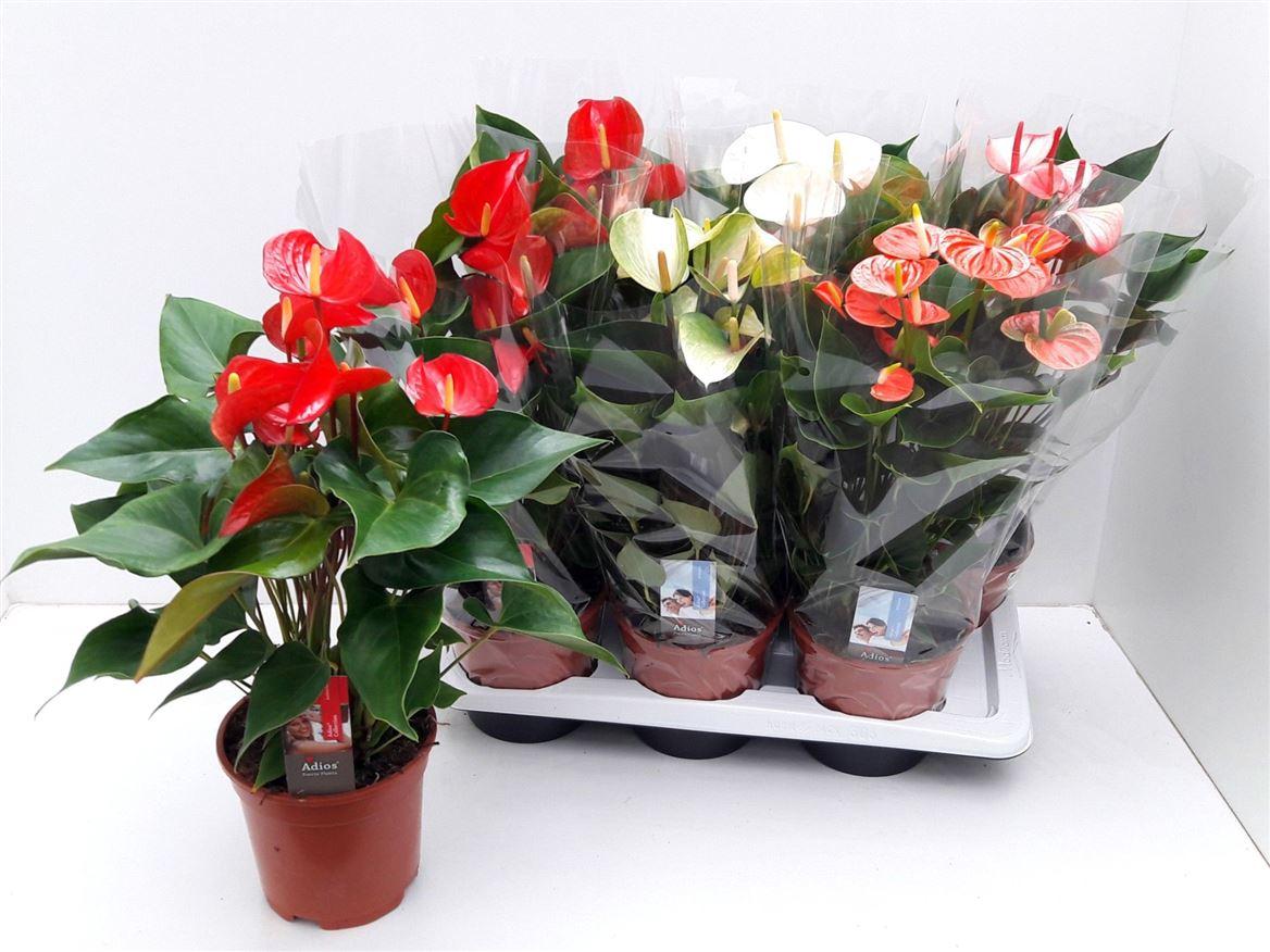 Горшечные цветы и растения оптом Anth An Mix Florist 6+ от 6шт из Голландии с доставкой по России