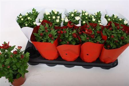 Горшечные цветы и растения оптом Chrys Gem 2 Kl Bloem Red-white от 10шт из Голландии с доставкой по России Горшечные цветы и растения оптом Chrys Gem 2 Kl Bloem Red-white от 10шт из Голландии с доставкой по России