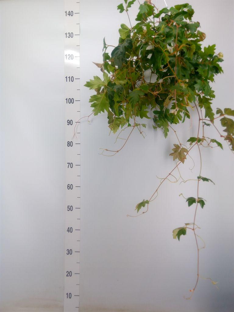 Горшечные цветы и растения оптом Cissus Ellen Danica Hangpot от 1шт из Голландии с доставкой по России