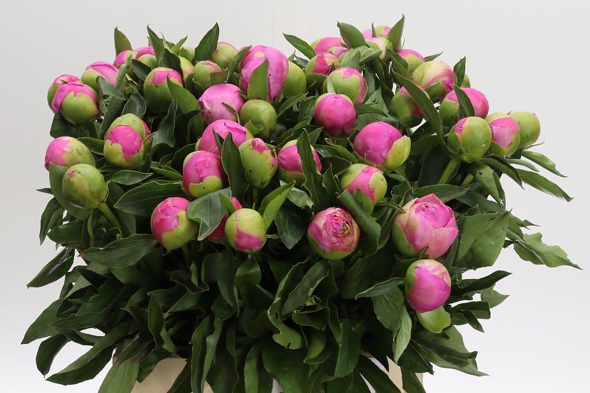 Срезанные цветы оптом Paeonia monsieur jules elie от 50шт из Голландии с доставкой по России