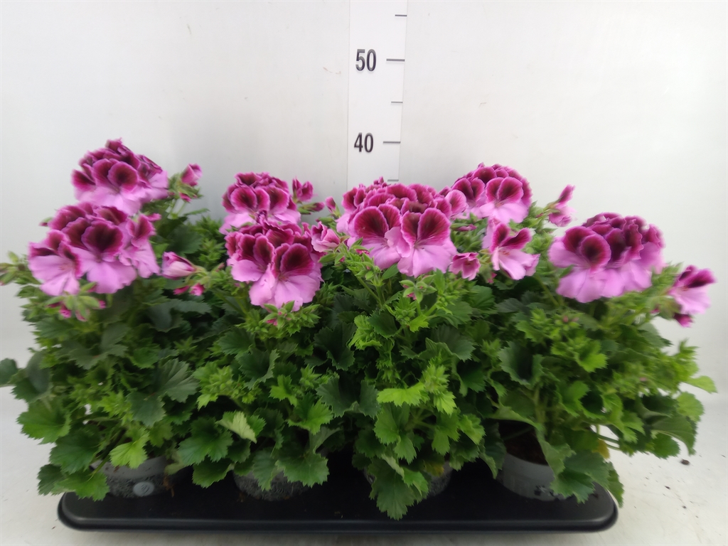 Горшечные цветы и растения оптом Pelargonium Gran.   .. от 8шт из Голландии с доставкой по России