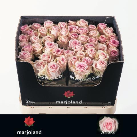 Срезанные цветы оптом Rosa large sweet dolomiti от 50шт из Голландии с доставкой по России