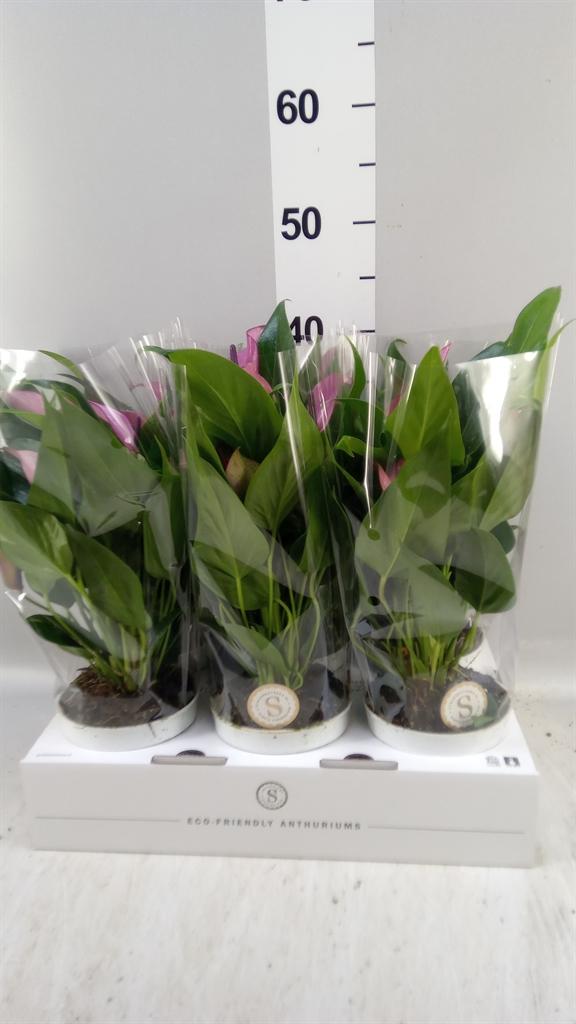 Горшечные цветы и растения оптом Anthurium zizou от 6шт из Голландии с доставкой по России