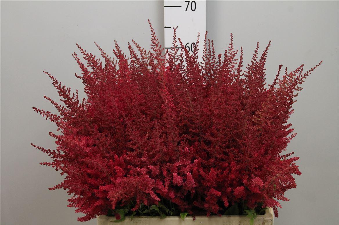 Срезанные цветы оптом Astilbe paul gaarder от 100шт из Голландии с доставкой по России
