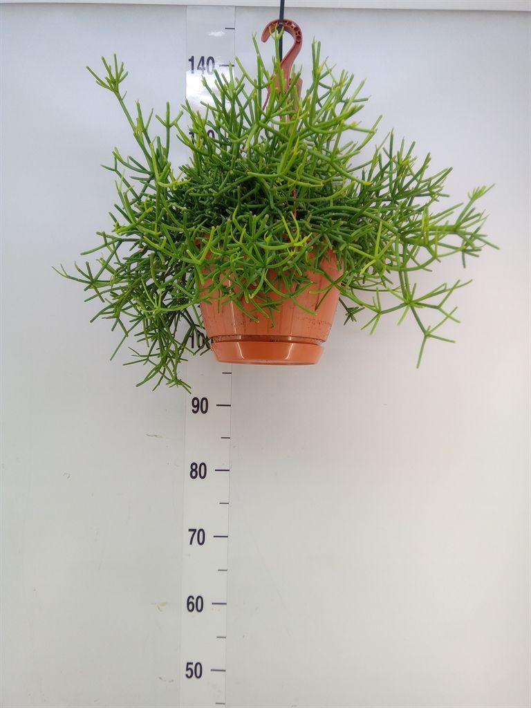 Горшечные цветы и растения оптом Rhipsalis Heteroclada от 1шт из Голландии с доставкой по России