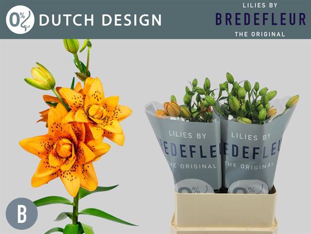 Срезанные цветы оптом Lilium as dutch design от 40шт из Голландии с доставкой по России