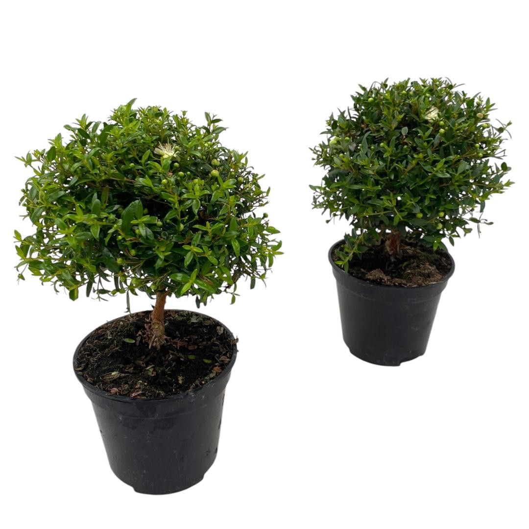 Горшечные цветы и растения оптом Myrtus Communis On Mini-stem от 12шт из Голландии с доставкой по России