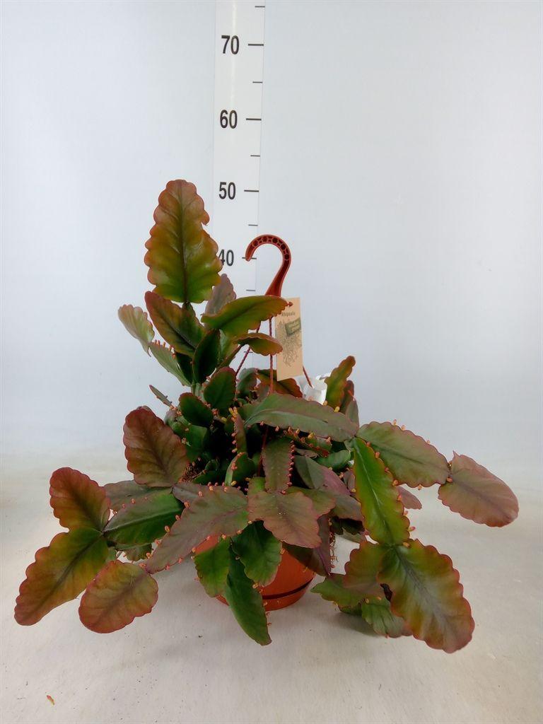 Горшечные цветы и растения оптом Rhipsalis   ... от 1шт' из Голландии с доставкой по России