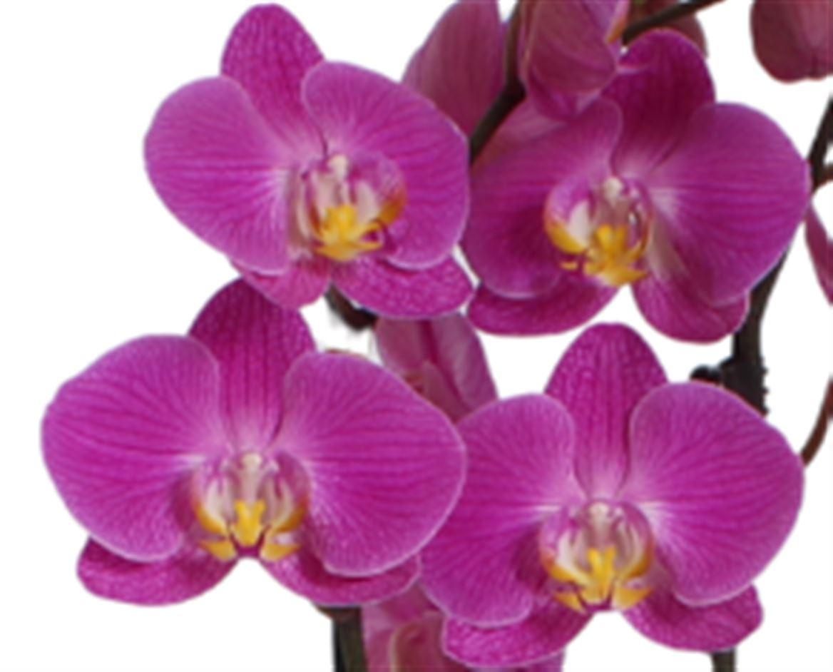 Горшечные цветы и растения оптом Phal 1st Purple Sunset 9+ (bernhard) от 10шт из Голландии с доставкой по России